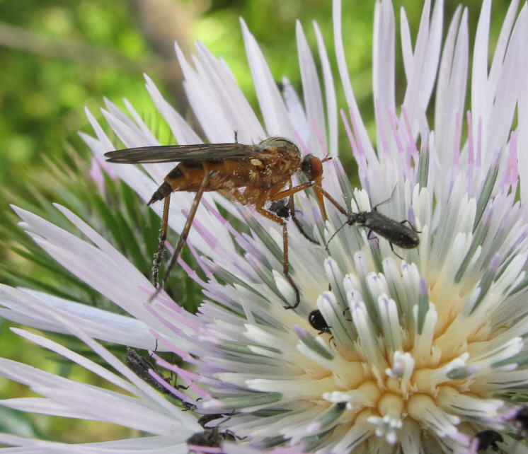 Empis (Xanthempis) stercorea (Empididae)
